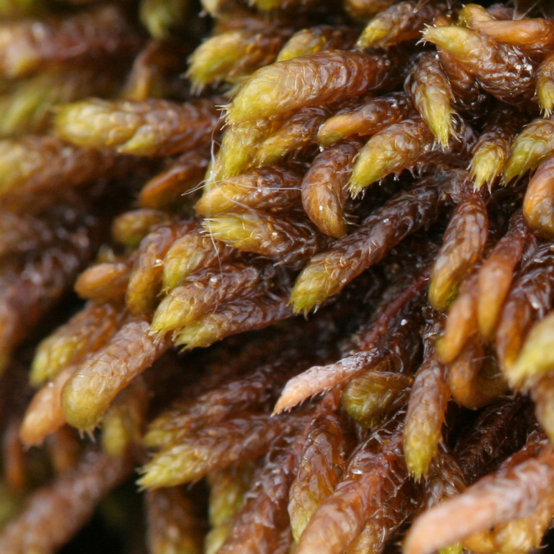 Hypnum vaucheri